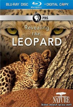 Смотреть онлайн Тайная жизнь леопарда
