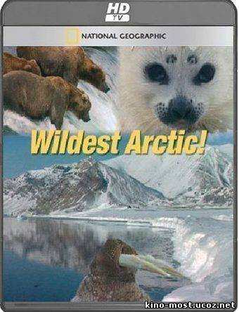 Смотреть онлайн Дикая Арктика / Суровая Арктика