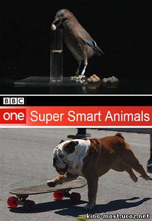 Смотреть онлайн BBC. Самые умные животные